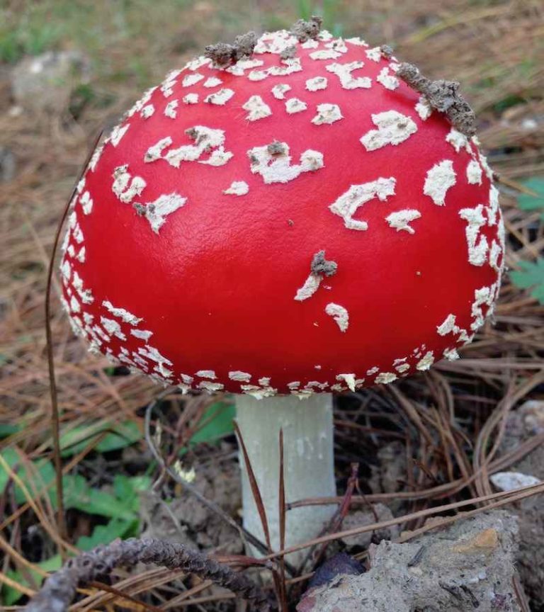 Help! My Dog Ate A Mushroom Toxicity, Signs Walkerville Vet