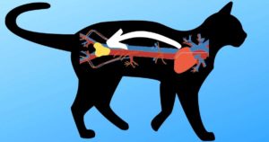 feline arterial thrombus
