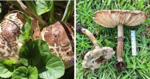 brown adelaide mushroom