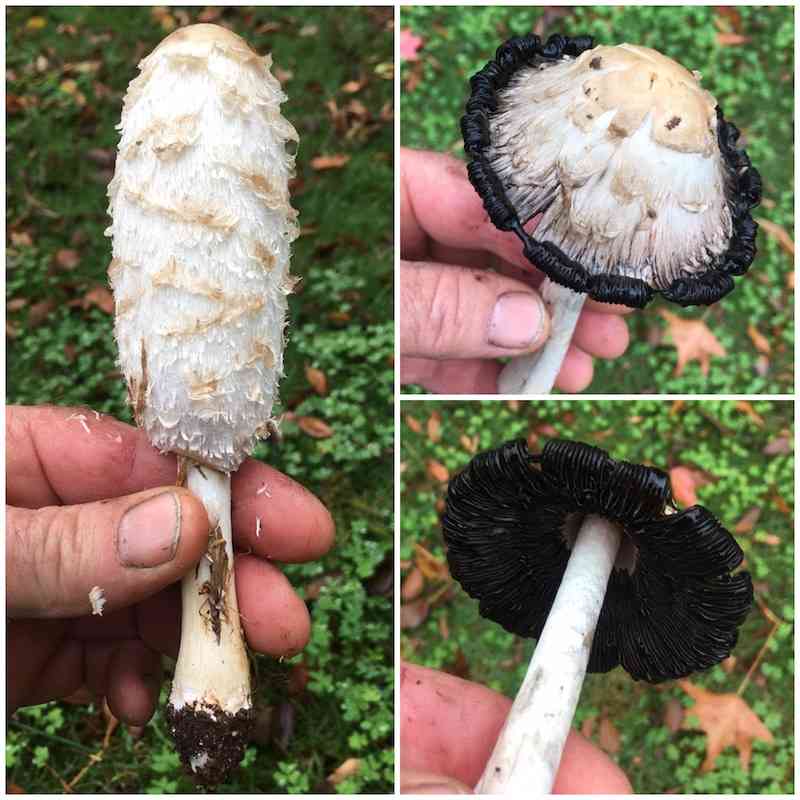 Help! My Dog Ate A Mushroom Toxicity, Signs Walkerville Vet