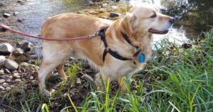 older dog adoption
