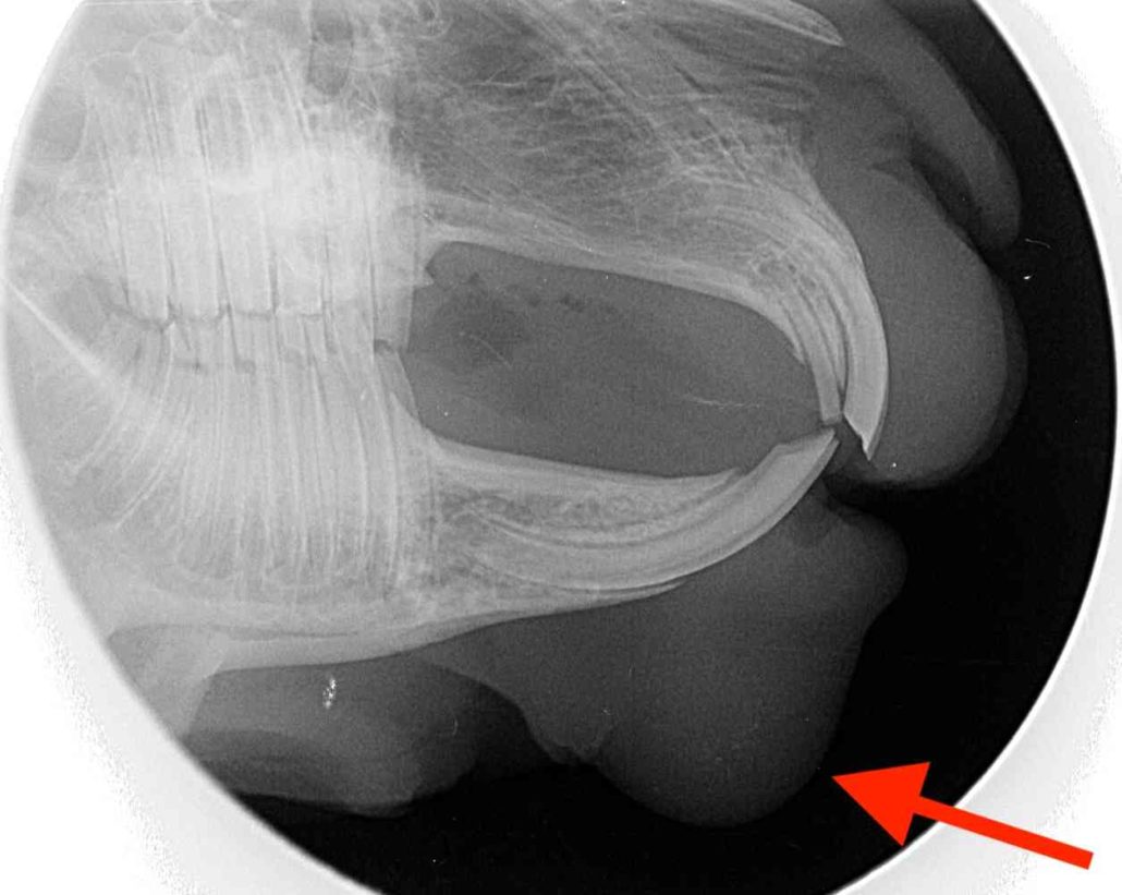 Help! My Rabbit Has A Lump | Is It A Tumour? | Walkerville Vet