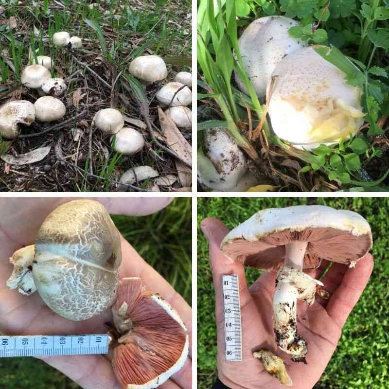 Help! My Dog Ate A Mushroom Toxicity, Signs Walkerville Vet