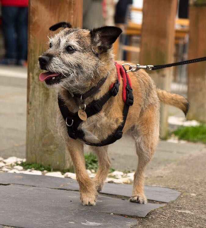 Perfect Fit Dog Harness Adelaide Custom Fit Walkerville Vet