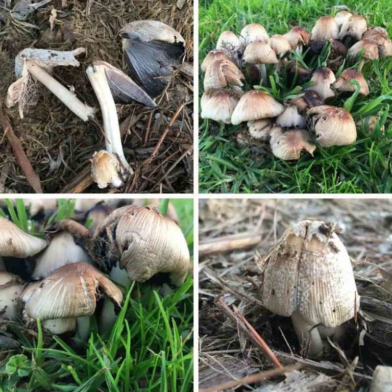 Help! My Dog Ate A Mushroom Toxicity, Signs Walkerville Vet