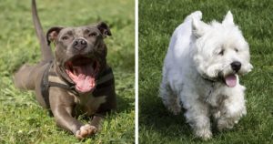blue staffie westie dog