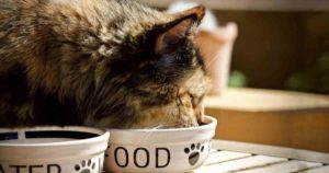 cat eating