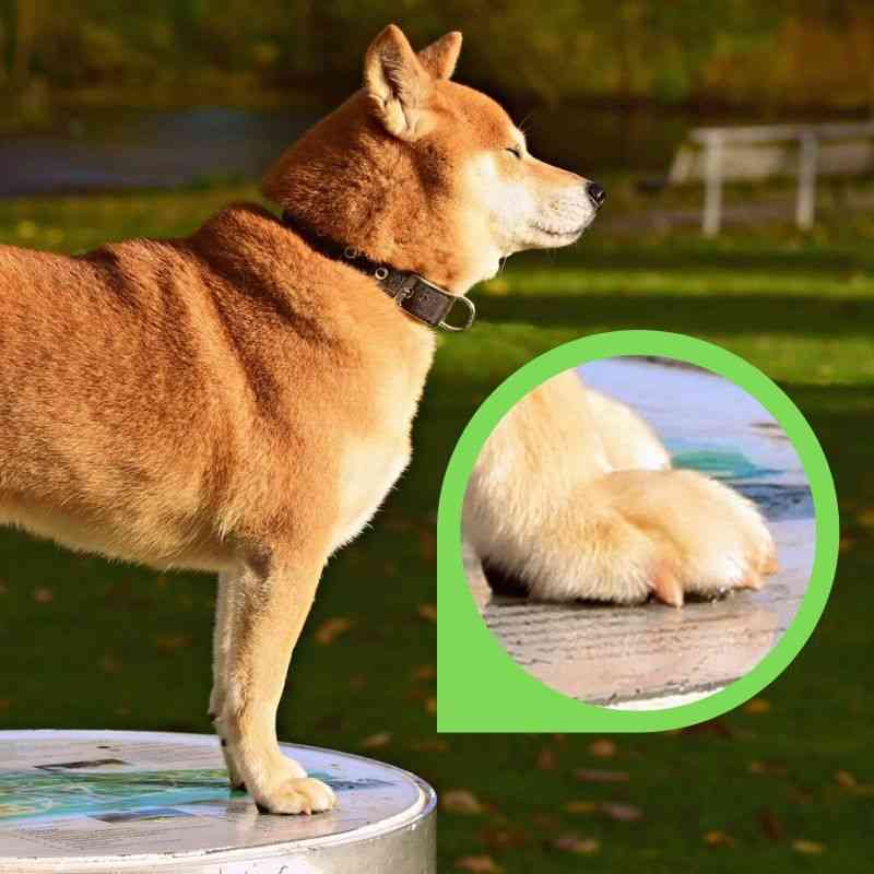 Should You Trim Dogs' Nails? Here's how to tell Walkerville Vet