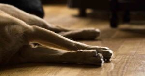 dog fallen over