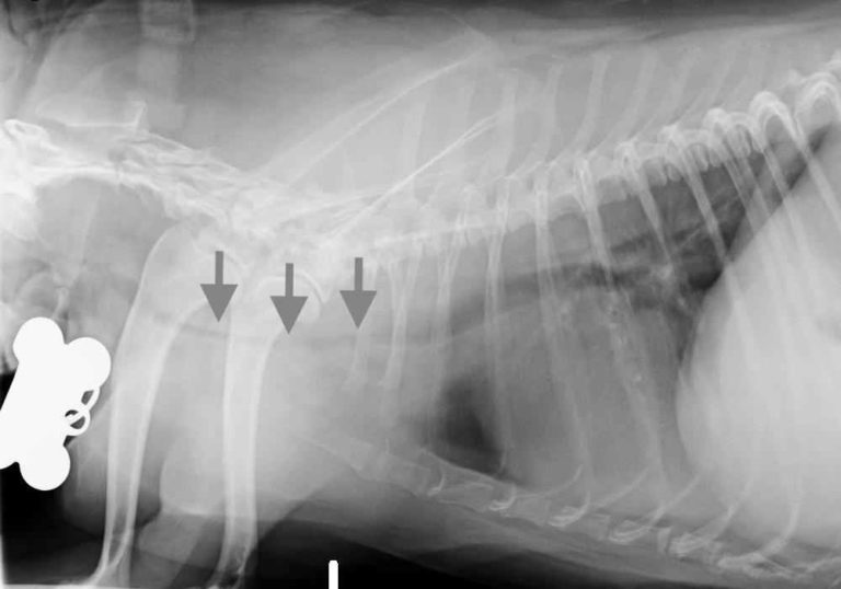 Help! My Dog Is Collapsed Fainting & Falling Walkerville Vet