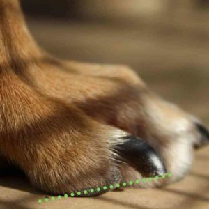 dog nail length
