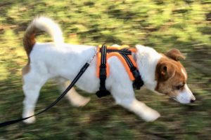 Perfect Fit Dog Harness | Adelaide Custom Fit | Walkerville Vet