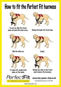 fitting dog harness