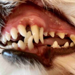 Dog crooked teeth
