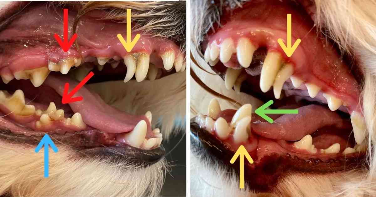 Dog retained puppy teeth