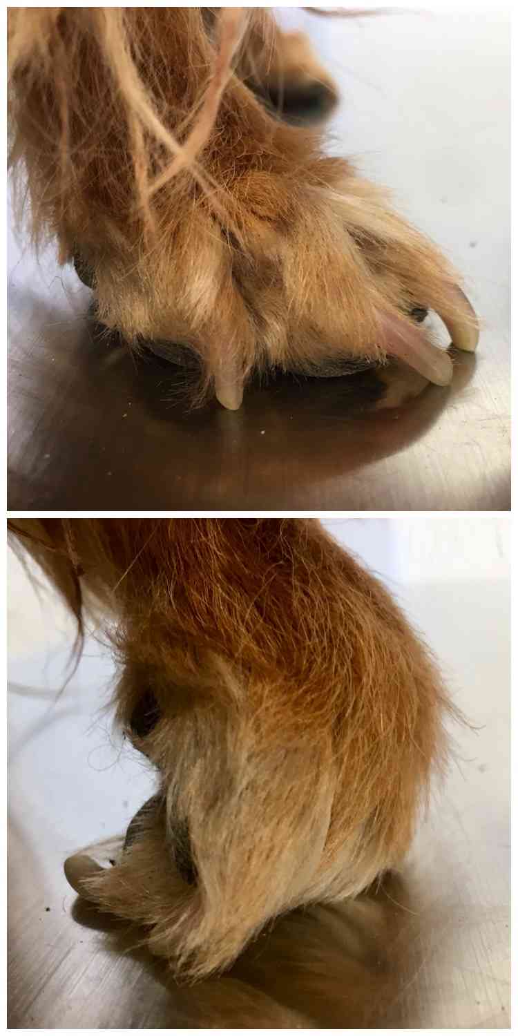 Does My Dog Have Degenerative Myelopathy? Walkerville Vet