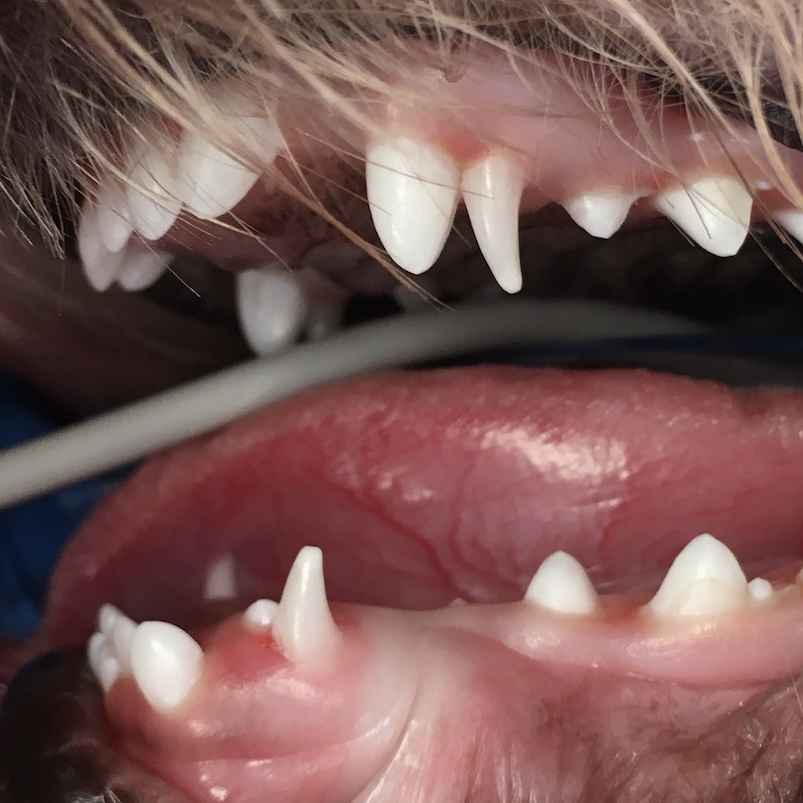 Help! My Dog Has Extra Retained Puppy Teeth Walkerville Vet