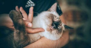 cat being held