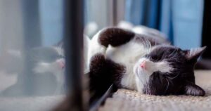 cat lying at window