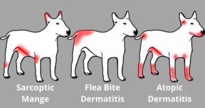 why dog scratching