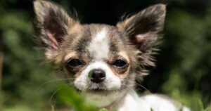 chihuahua dog