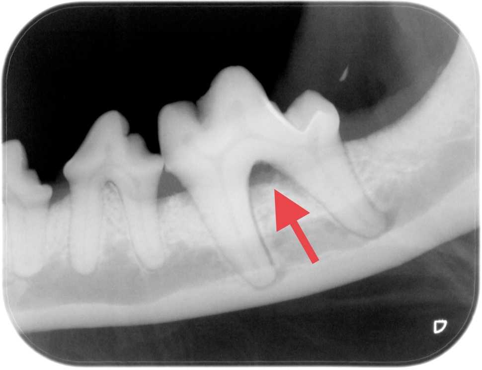 Dog & Cat Tooth Extractions When To Remove Walkerville Vet