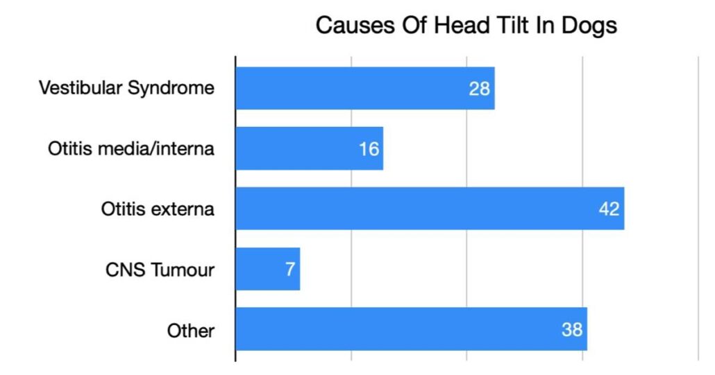 Dog Head Tilt Not Just Vestibular Syndrome Walkerville Vet