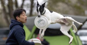 dog catching frisbee