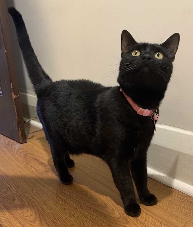 Help! My kitten has a swollen belly FIP in cats Walkerville Vet