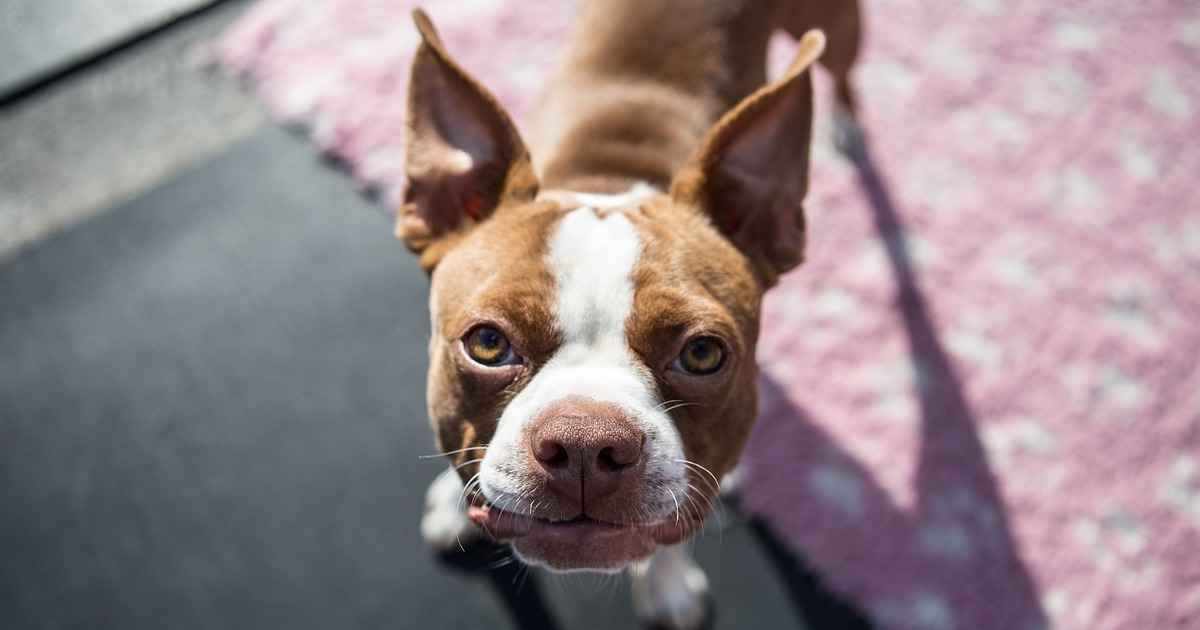 When to Neuter, Spay, Desex a Boston Terrier | Walkerville Vet