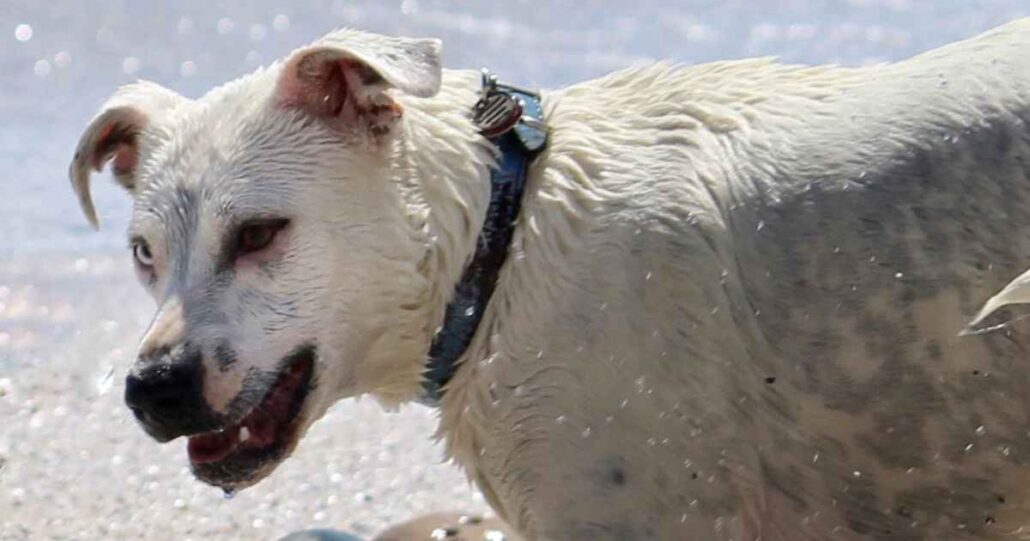 Can Pepper Spray Kill A Dog