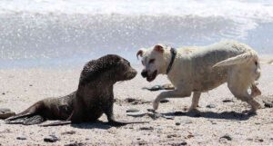 dog attacking seal