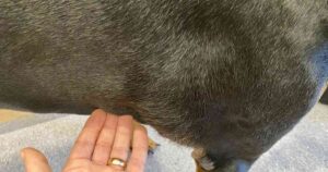 dog fatty lumps