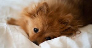 pomeranian pup