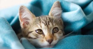 kitten eye infection