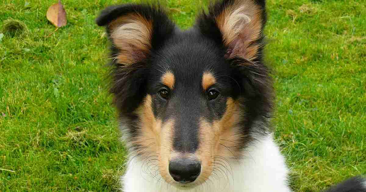 collie pup