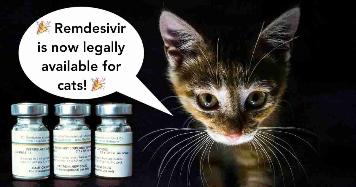 Treatment Of FIP In Cats Remdesivir Legally Walkerville Vet