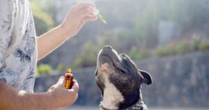 cannabidiol dog treatment