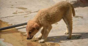 street dog drinking