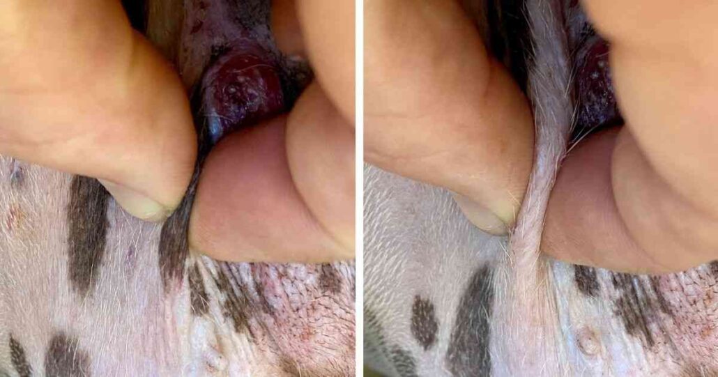What Dog Skin Cancer Looks Like, Signs, Pics