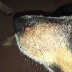 Dog Facial Sores: Insect or Spider Bite & More | Walkerville Vet