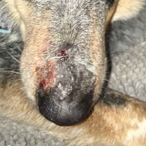 dog skin biopsy