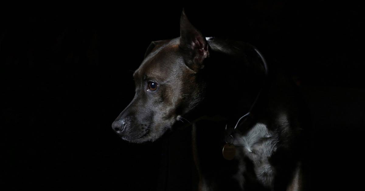 Dog in dark