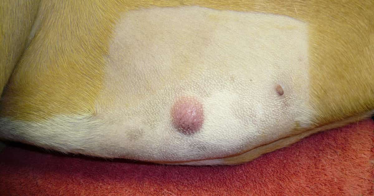 dog mast cell tumour