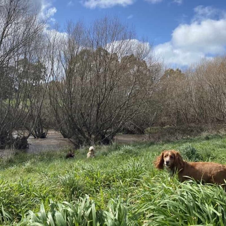 47 Adelaide Off Leash Dog Parks List & Map Walkerville Vet