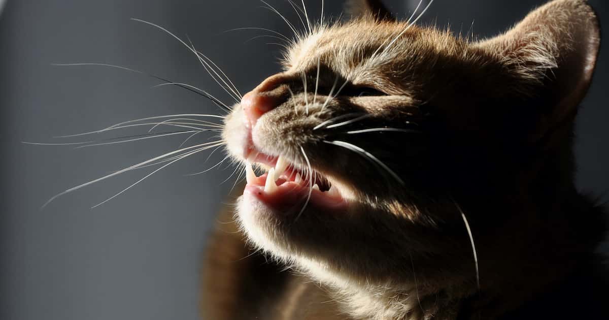 Help! My Cat Is Sneezing Causes & Treatment Walkerville Vet