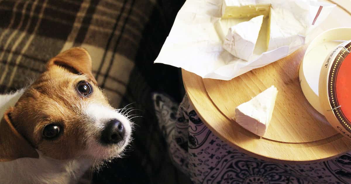 dog wanting cheese