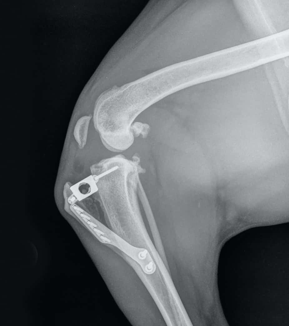 Cruciate Surgery TPLO, TTA, MMP, DeAngelis Walkerville Vet