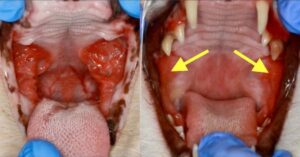 cat gingivitis stomatitis
