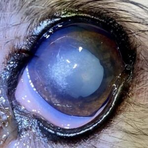 dog corneal calcification